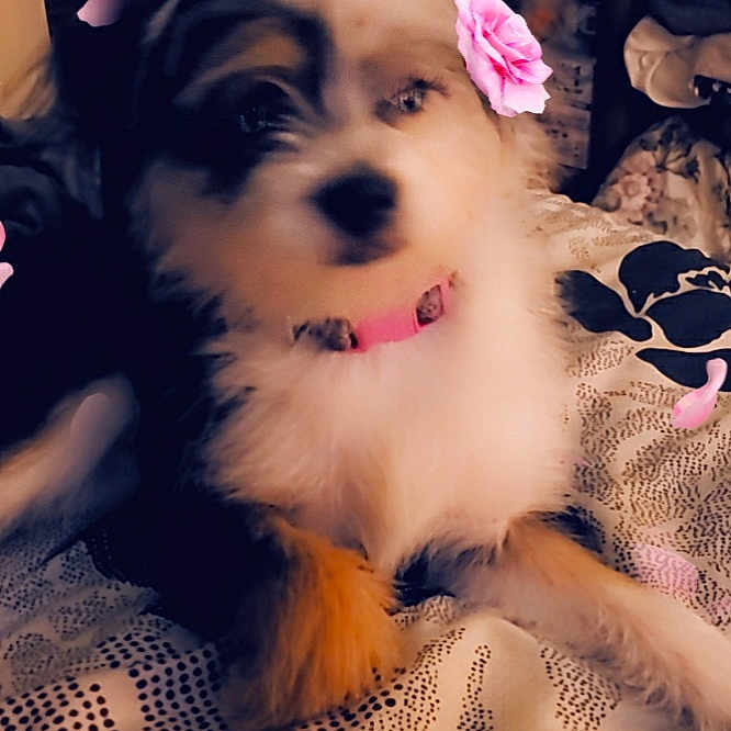 Rosie