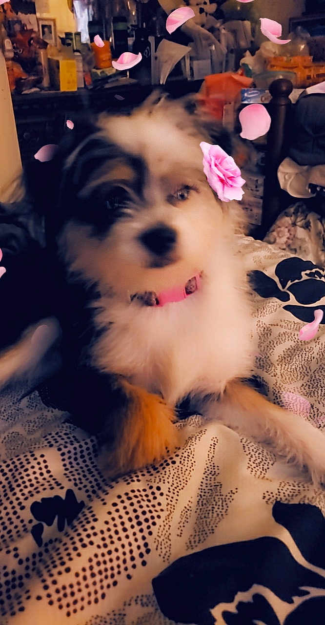 Rosie