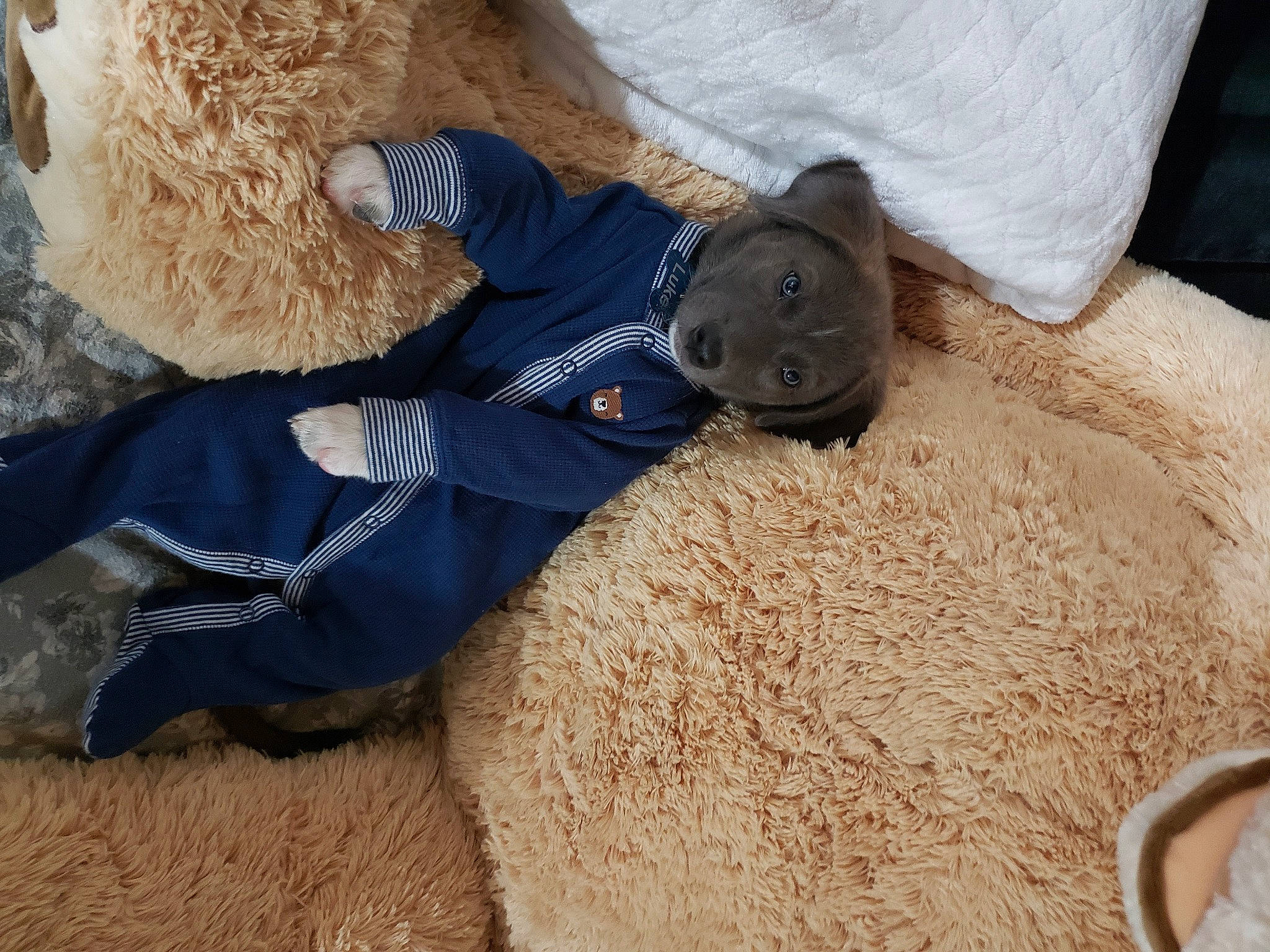 Luke is registered to the contest to win money with this photo: canidae, fawn, sporting_group