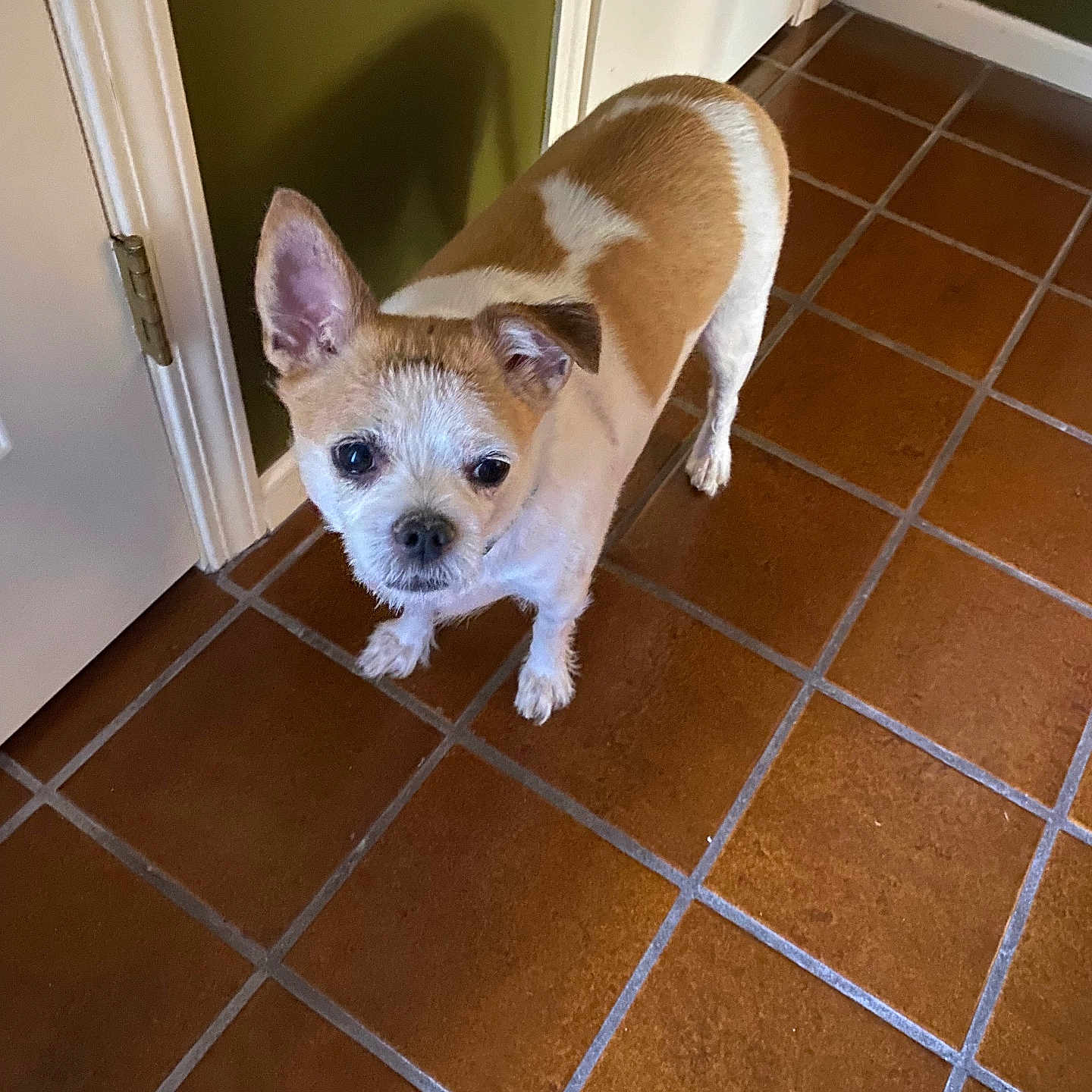 Rocky joined the competition — help win amazing prizes! dog, small_dog, brown_and_white, floor, tile_floor, indoor, pet, animal, curious, ears, standing, looking_up, door, wall, shadow, house, domestic, companion, cute, fur