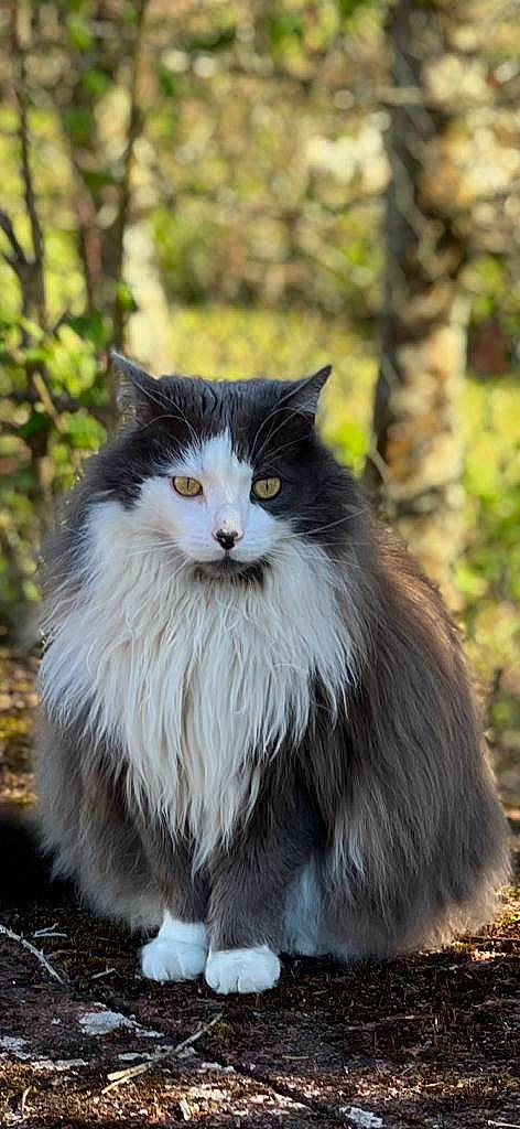 Pepito a rejoint le concours — aidez-le/la à gagner de superbes lots ! british_longhair, carnivore, cat, eye, felidae, fur, grass, plant, sitting, small_to_medium_sized_cats, snout, tail, terrestrial_animal, tree, whiskers, wildlife, wood