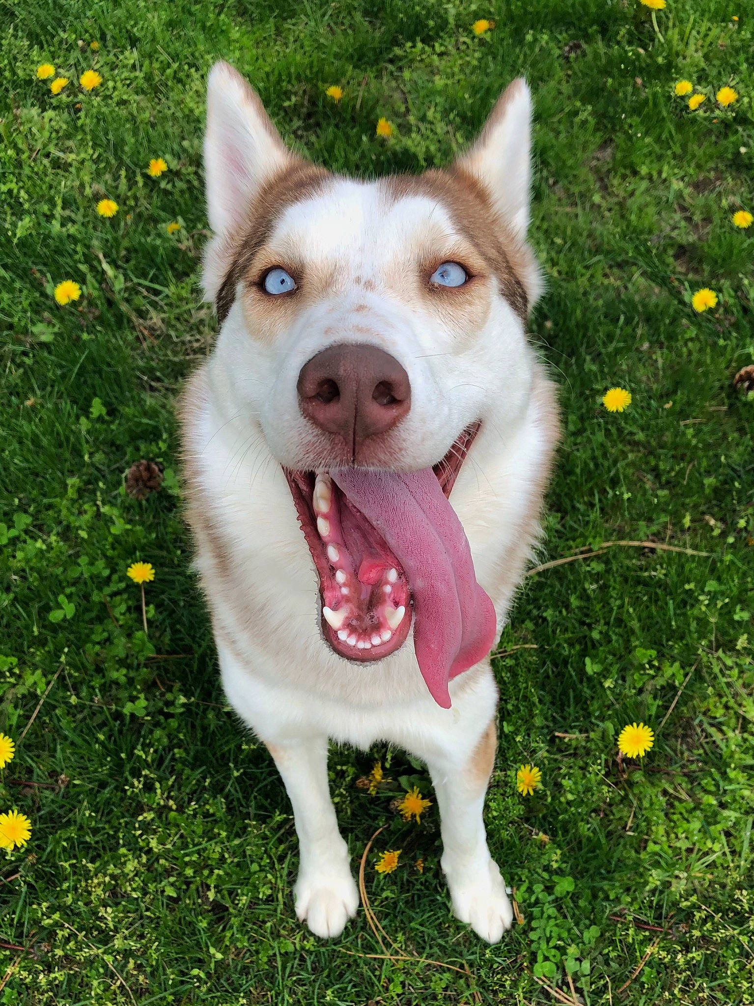 Virgo is registered to the contest to win money with this photo: canidae, carnivore, collar, companion_dog, dog, dog_breed, dog_collar, fashion_accessory, fawn, flower, grass, herbaceous_plant, herding_dog, jaw, plant, snout, sporting_group, whiskers, working_animal, working_dog