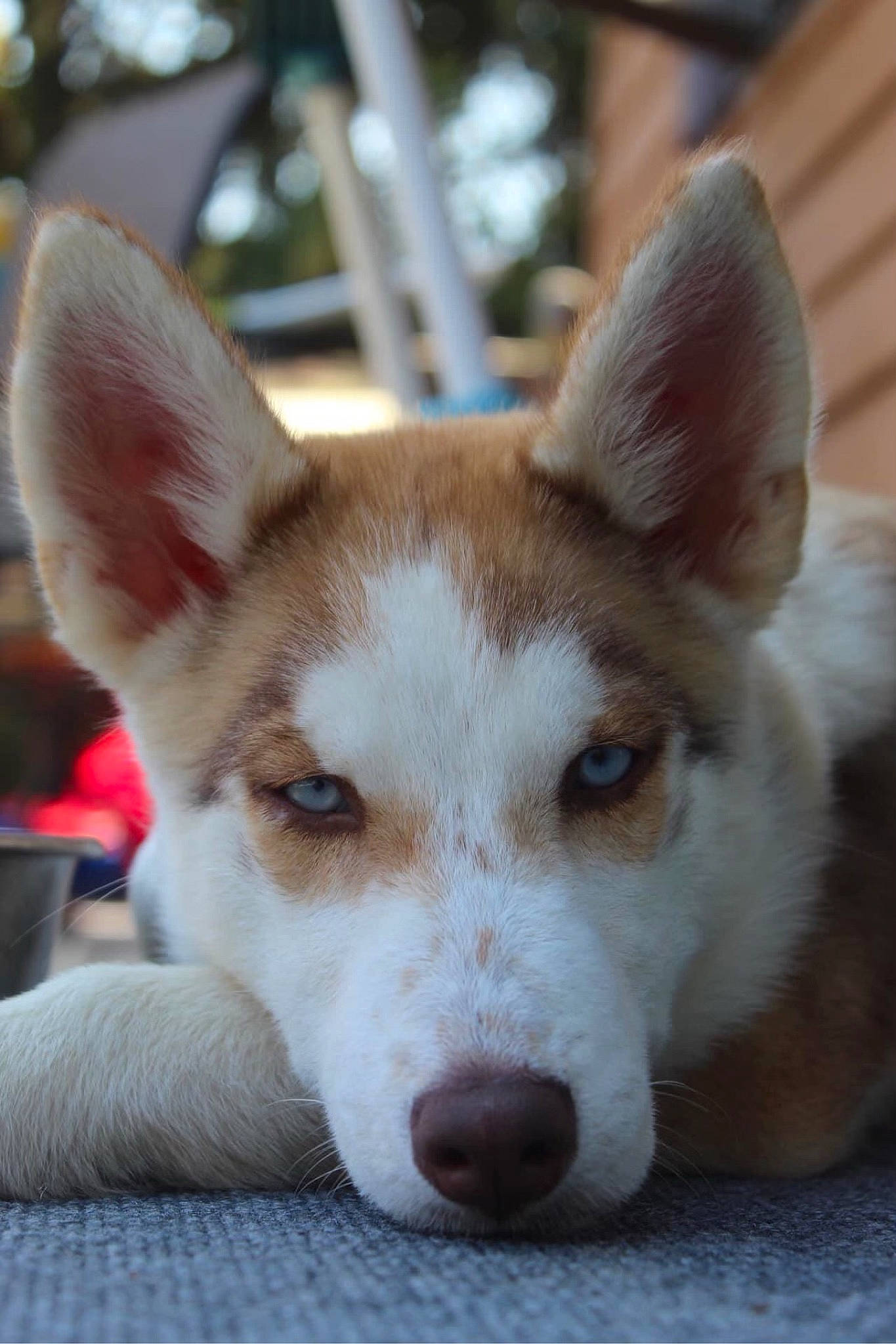 Virgo is registered to the contest to win money with this photo: ancient_dog_breeds, art, canidae, carnivore, companion_dog, dog, dog_breed, ear, eye, fawn, fur, head, non_sporting_group, snout, sporting_group, terrestrial_animal, whiskers, window, working_animal, working_dog