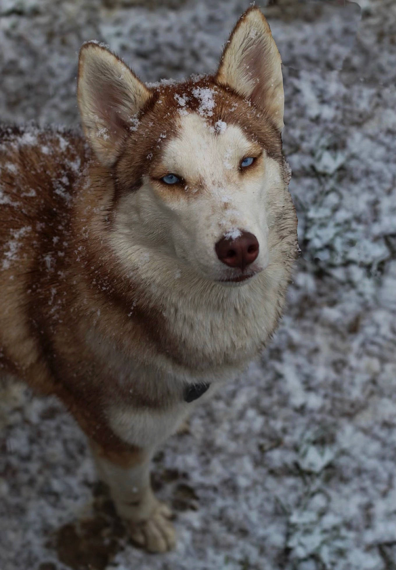 Virgo joined the competition — help win amazing prizes! ancient_dog_breeds, canidae, canis, canis_lupus_tundrarum, carnivore, collar, dog, dog_breed, fawn, fur, mirror, sled_dog, snout, sporting_group, terrestrial_animal, whiskers, wildlife, wolf, working_animal, working_dog