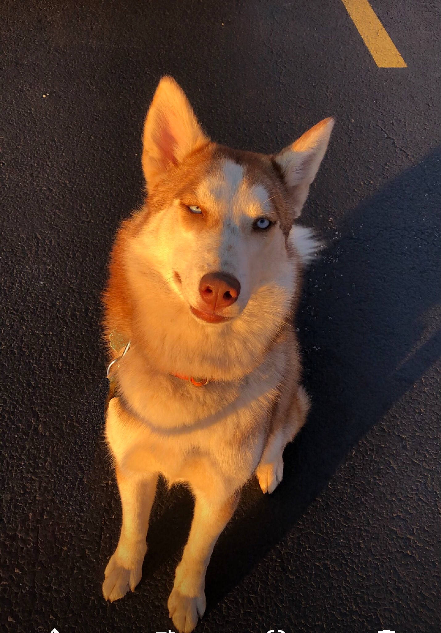 Virgo is registered to the contest to win money with this photo: ancient_dog_breeds, canis, carnivore, companion_dog, dog, dog_breed, door, fur, herding_dog, road_surface, snout, tail, whiskers, working_animal, working_dog