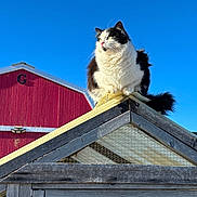 Shelby joined the competition — help win amazing prizes! cat, black_and_white, animal, outdoor, roof, wood, barn, blue_sky, daylight, pet, feline, fluffy, perched, rural, farm, nature, looking_away, building, wire_mesh, sunlight