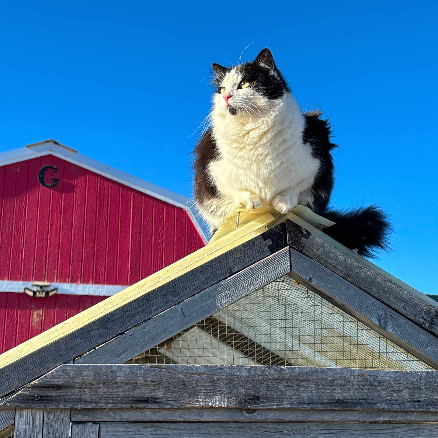 Shelby joined the competition — help win amazing prizes! cat, black_and_white, animal, outdoor, roof, wood, barn, blue_sky, daylight, pet, feline, fluffy, perched, rural, farm, nature, looking_away, building, wire_mesh, sunlight