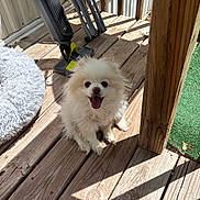 Roary joined the competition — help win amazing prizes! dog, white_dog, fluffy, happy, smiling, wooden_deck, sunlight, outdoor, pet, fan, furry, sitting, tongue_out, cute, small_dog, shadow, green_grass, fence, relaxing, home