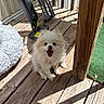 cute, dog, fan, fence, fluffy, furry, green_grass, happy, home, outdoor, pet, relaxing, shadow, sitting, small_dog, smiling, sunlight, tongue_out, white_dog, wooden_deck