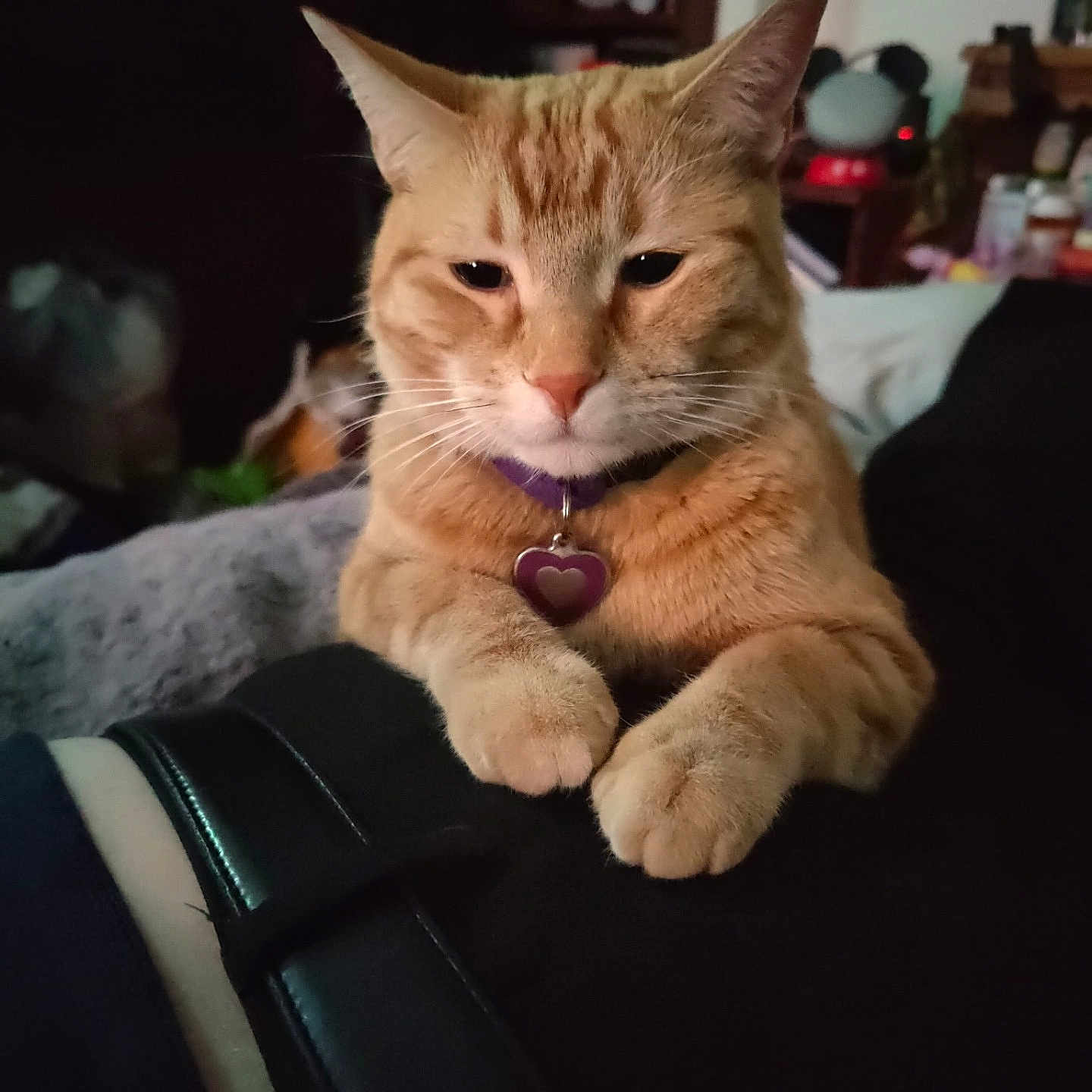 Tigger is registered to the contest to win money with this photo: abyssinian, accessories, animal, cat, collar, couch, cushion, face, furniture, head, homedecor, indoors, jewelry, kitten, manx, necklace, person, pet, strap, wood