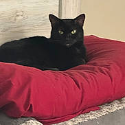 Betty is registered to the contest to win money with this photo: black_cat, cat, pet_bed, red_cushion, indoor, feline, resting, cozy, plush, animal, domestic_cat, fur, ears, eyes, wood_background, soft_texture, relaxed, cute, home, comfort