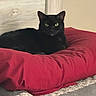 black_cat, cat, pet_bed, red_cushion, indoor, feline, resting, cozy, plush, animal, domestic_cat, fur, ears, eyes, wood_background, soft_texture, relaxed, cute, home, comfort