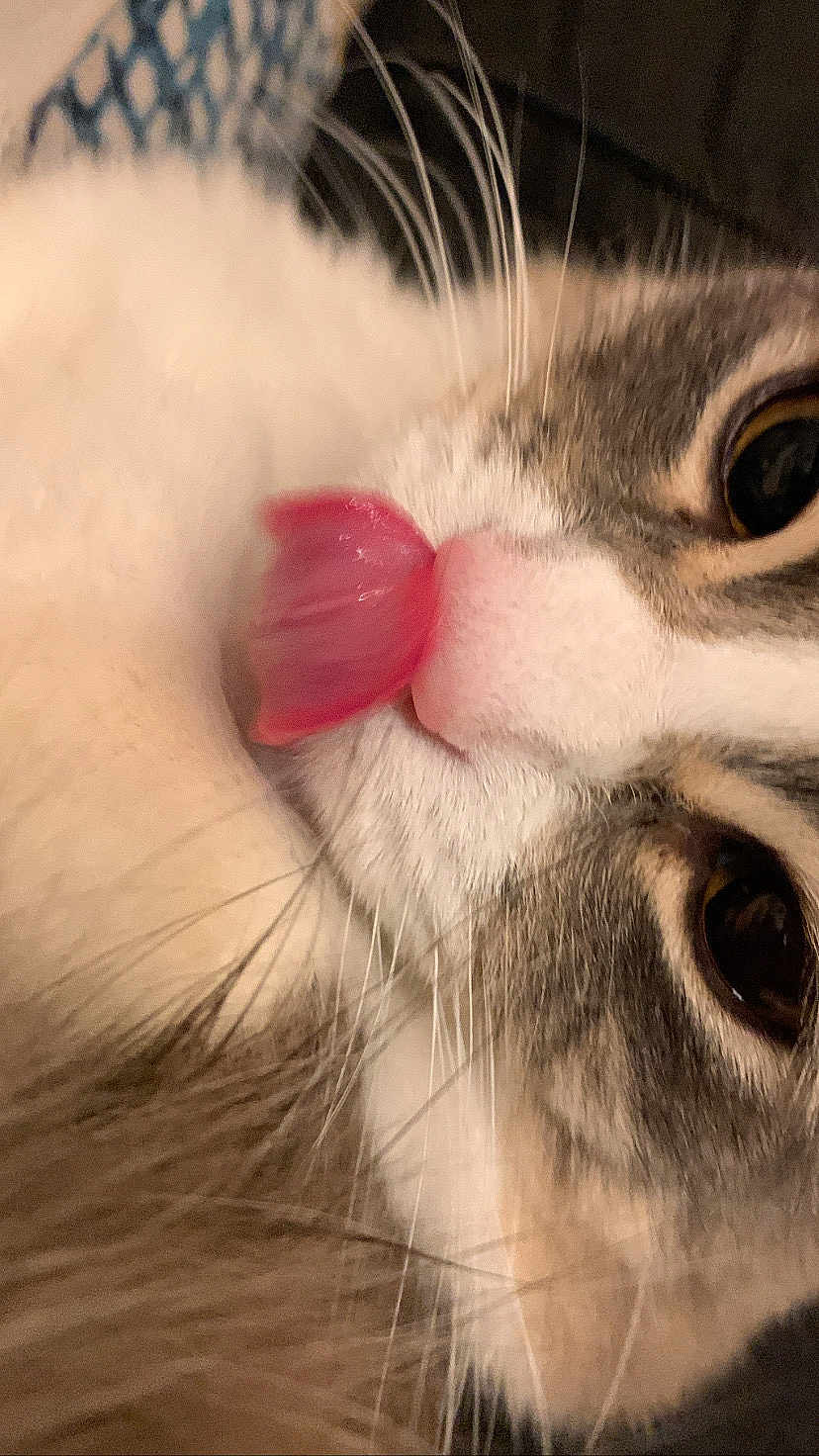 Snowball