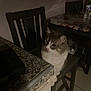 Snowball joined the competition — help win amazing prizes! cat, chair, kitchen, countertop, granite, water_bottle, tablecloth, tile_floor, domestic_animal, pet, feline, indoor, curious, fluffy, sitting, dim_light, shadow, household, furniture, animal