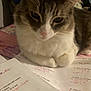 Snowball joined the competition — help win amazing prizes! cat, feline, homework, desk, paper, math, indoor, pet, animal, resting, fur, white, brown, pink_nose, whiskers, cute, closeup, table, writing, study