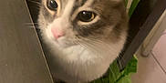 Snowball is registered to the contest to win money with this photo: cat, animal, indoor, curious, feline, pet, table, floor, whiskers, ears, face, fur, closeup, domestic, chair, tile, green_fabric, looking_up, cute, soft