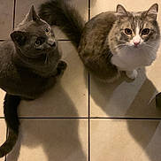 Snowball is registered to the contest to win money with this photo: cat, animal, pet, floor, tile, curious, looking_up, indoor, fur, whiskers, ears, tail, food_bag, domestic, two_cats, brown_cat, gray_cat, sitting, alert, companion