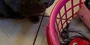 Thumper joined the competition — help win amazing prizes! cat, gray_cat, pet, animal, indoor, floor, tile_floor, laundry_basket, clothes, basket, red_box, cotton_swab, curious, looking, domestic, household, closeup, feline, kitten, cute