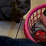 cat, gray_cat, pet, animal, indoor, floor, tile_floor, laundry_basket, clothes, basket, red_box, cotton_swab, curious, looking, domestic, household, closeup, feline, kitten, cute