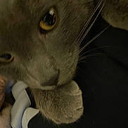Thumper is registered to the contest to win money with this photo: cat, gray_cat, close_up, paw, whiskers, fur, animal, pet, indoor, soft_lighting, texture, blur, face, yellow_eyes, feline, domestic_cat, snout, close_range, mammal, portrait