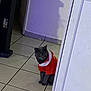 cat, gray_cat, pet, indoor, tile_floor, door, wall, shadow, red_sweater, clothing, animal, cute, feline, looking, sitting, curious, domestic, house, cozy, fur