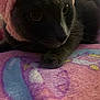 cat, pet, animal, feline, paw, blanket, pink, cozy, cute, indoor, closeup, fur, whiskers, resting, curious, soft, colorful, fabric, pattern, cute_pet