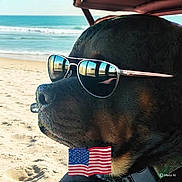 Levi is registered to the contest to win money with this photo: animal, beach, canine, cool, dog, holiday, leisure, ocean, outdoor, pet, portrait, reflection, relaxation, sand, sky, summer, sunglasses, sunny, vacation, waves