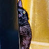 Winky joined the competition — help win amazing prizes! cat, black_cat, peeking, curious, yellow_eye, fur, animal, pet, indoor, golden_background, vertical_surface, hidden, alert, whiskers, closeup, portrait, playful, shadow, light, mystery