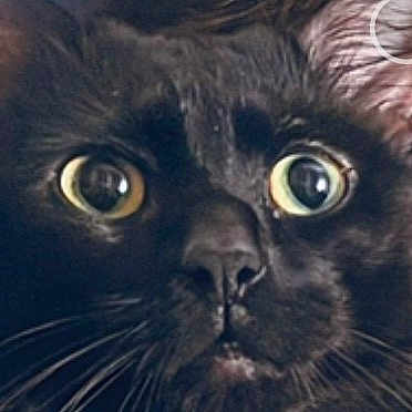 Winky joined the competition — help win amazing prizes! cat, black_cat, close_up, face, eyes, whiskers, pet, animal, feline, curious, portrait, domestic_cat, looking, nose, fur, indoor, closeup, expression, head