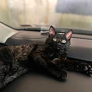 Winky joined the competition — help win amazing prizes! black_cat, cat, pet, animal, feline, indoor, dashboard, car_interior, relaxed, lying_down, fur, ears, eyes, whiskers, curious, domestic_animal, closeup, mammal, portrait, resting