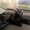 black_cat, cat, pet, animal, feline, indoor, dashboard, car_interior, relaxed, lying_down, fur, ears, eyes, whiskers, curious, domestic_animal, closeup, mammal, portrait, resting
