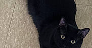 Memo joined the competition — help win amazing prizes! animal, black_cat, cat, crumpled_paper, curious, cute, domestic_cat, ears, feline, floor, indoor, looking_up, lying_down, paw, pet, playful, tail, tile_floor, whiskers, wide_eyes