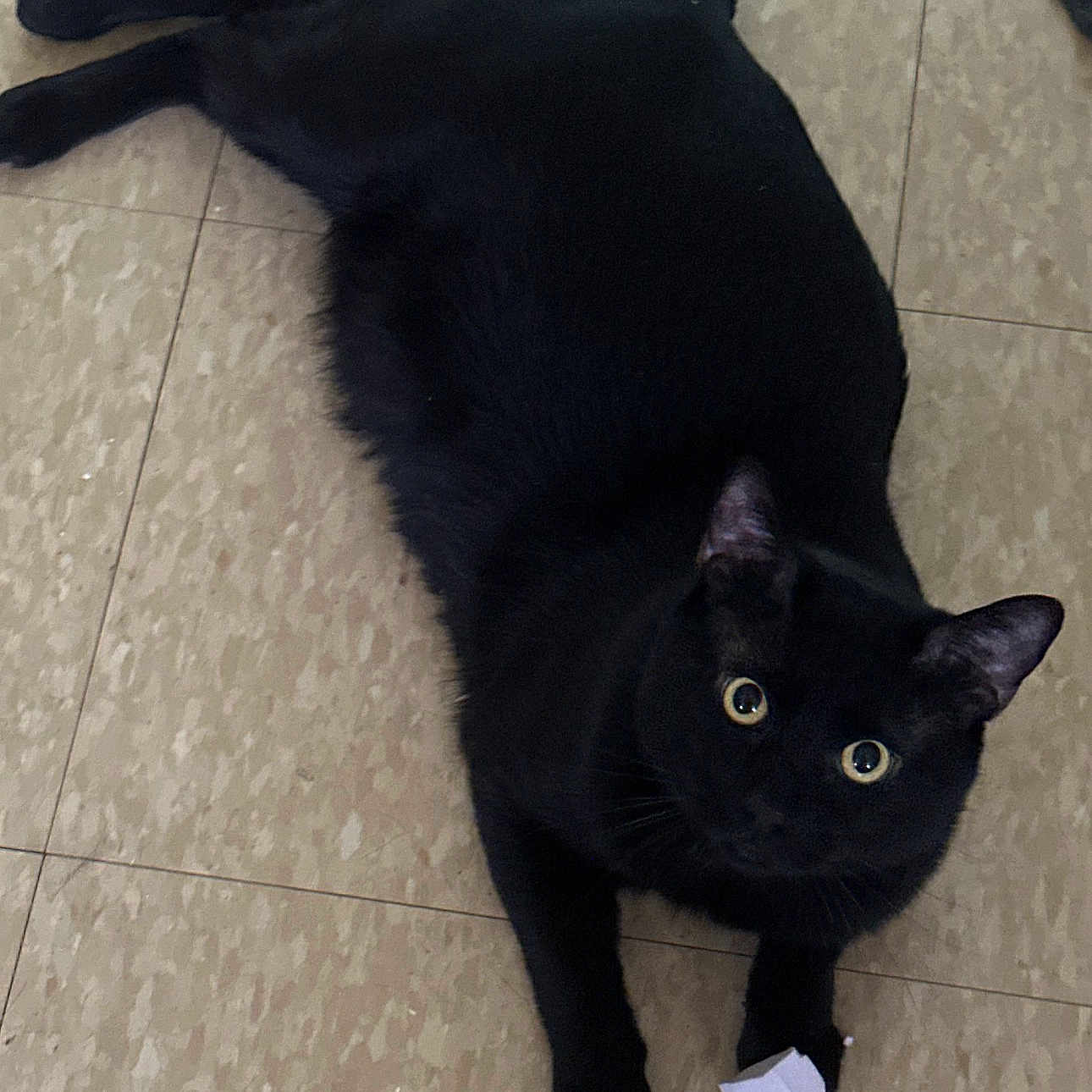 Memo joined the competition — help win amazing prizes! black_cat, cat, pet, animal, floor, tile_floor, indoor, paw, curious, wide_eyes, crumpled_paper, lying_down, looking_up, whiskers, ears, tail, domestic_cat, feline, playful, cute