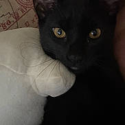 Memo is registered to the contest to win money with this photo: black_cat, cat, yellow_eyes, close_up, plush_toy, soft_texture, cozy, indoor, resting, face, whiskers, pet, animal, feline, cute, domestic_cat, fur, ears, portrait, sleepy