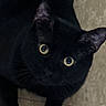 black_cat, cat, pet, animal, close_up, yellow_eyes, feline, indoor, curious, portrait, whiskers, ears, face, looking_up, domestic_cat, fur, cute, alert, mammal, eye_contact