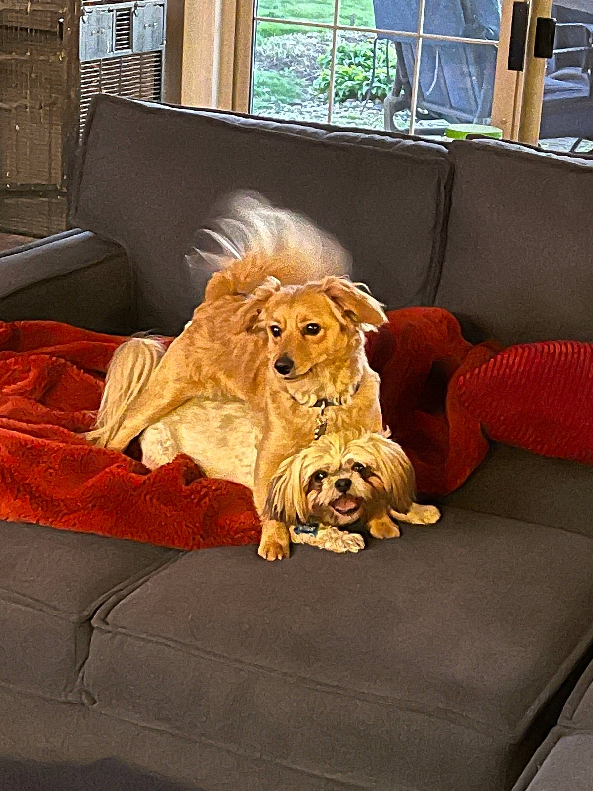 Charlie Teddy joined the competition — help win amazing prizes! carnivore, comfort, companion_dog, couch, dog_breed, fawn, felidae, flooring, furniture, interior_design, living_room, picture_frame, snout, sporting_group, studio_couch, textile, toy, whiskers, window, wood