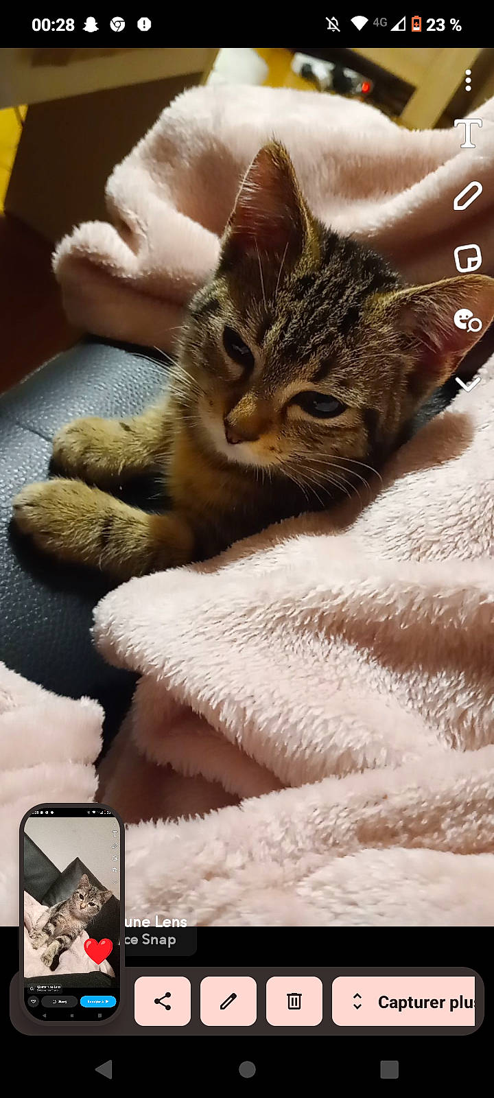 Queen participe au concours pour gagner de l'argent avec cette photo : blanket, carnivore, cat, claw, comfort, domestic_short_haired_cat, fawn, felidae, fur, gesture, human_leg, linens, nap, paw, photo_caption, sleep, small_to_medium_sized_cats, snout, tail, whiskers