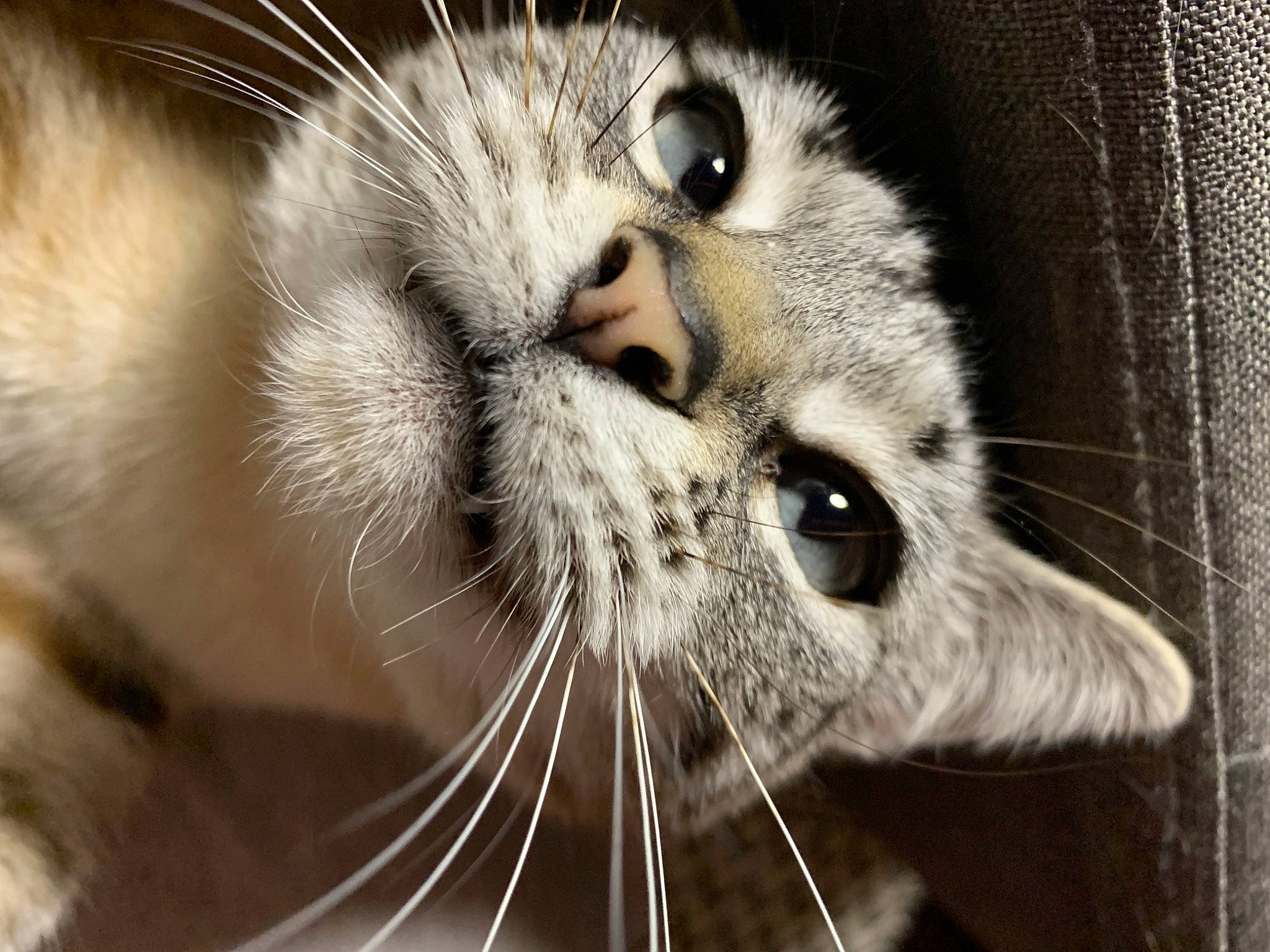 Butterball joined the competition — help win amazing prizes! carnivore, cat, domestic_short_haired_cat, ear, eye, eyebrow, fawn, felidae, fur, head, human_body, iris, nose, paw, small_to_medium_sized_cats, snout, terrestrial_animal, whiskers, wildlife, window