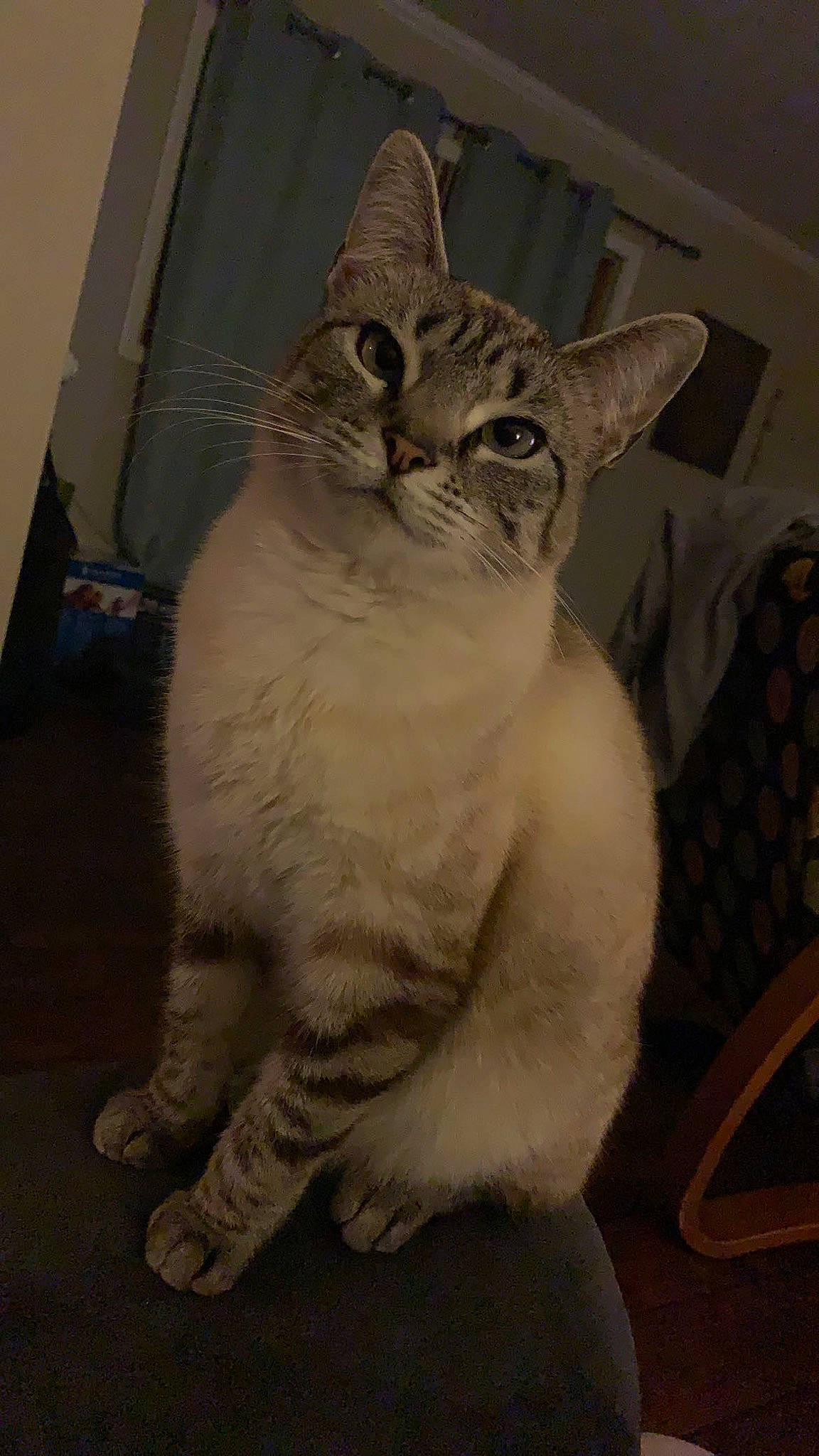 Butterball is registered to the contest to win money with this photo: carnivore, cat, chair, domestic_short_haired_cat, fawn, felidae, fur, iris, paw, sitting, small_to_medium_sized_cats, snout, tail, terrestrial_animal, whiskers, window