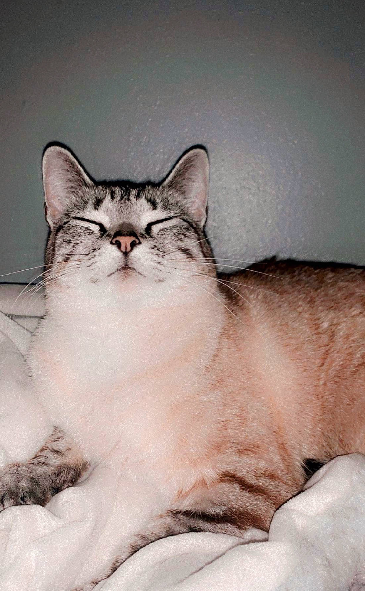 Butterball joined the competition — help win amazing prizes! art, carnivore, cat, domestic_short_haired_cat, door, fawn, felidae, freezing, fur, illustration, paint, paw, small_to_medium_sized_cats, snout, tail, terrestrial_animal, whiskers, wildlife, window, winter