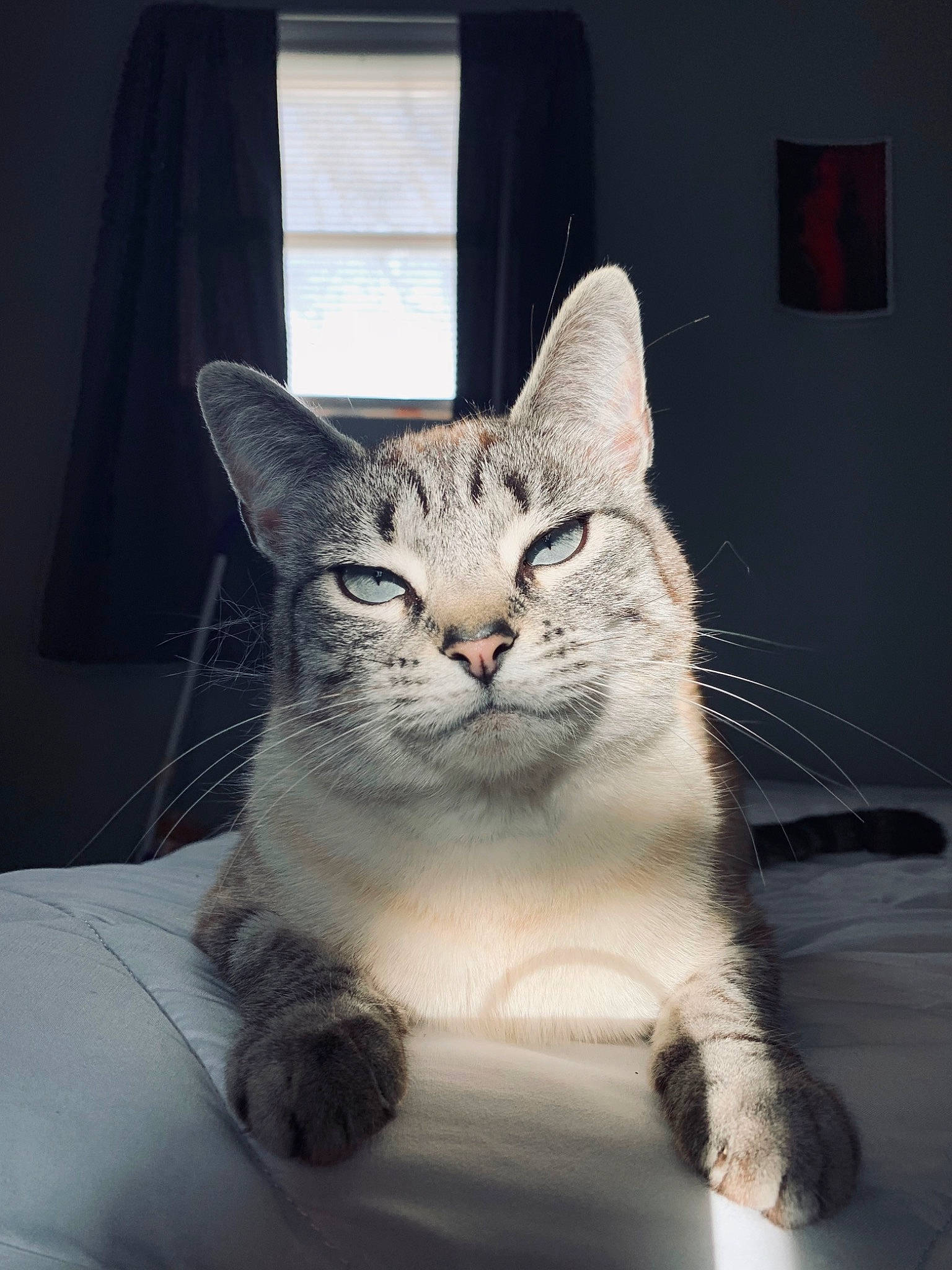 Butterball joined the competition — help win amazing prizes! carnivore, cat, comfort, curtain, domestic_short_haired_cat, door, eye, felidae, fur, jaw, paw, sitting, small_to_medium_sized_cats, snout, tail, terrestrial_animal, whiskers, window