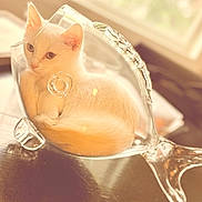 Devin joined the competition — help win amazing prizes! animal_portrait, cat, cozy, curious, curled_up, cute, domestic_animal, feline, fish_shaped, glass_container, glassware, indoor, kitten, pet, reflection, soft_light, still_life, table, white_cat, window_light