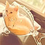 animal_portrait, cat, cozy, curious, curled_up, cute, domestic_animal, feline, fish_shaped, glass_container, glassware, indoor, kitten, pet, reflection, soft_light, still_life, table, white_cat, window_light