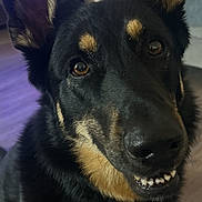 Sammy Girl is registered to the contest to win money with this photo: dog, german_shepherd, pet, smiling, indoor, living_room, furniture, ears, black_and_tan, canine, friendly, looking_up, teeth, close_up, animal, companion, cute, adorable, household, portrait