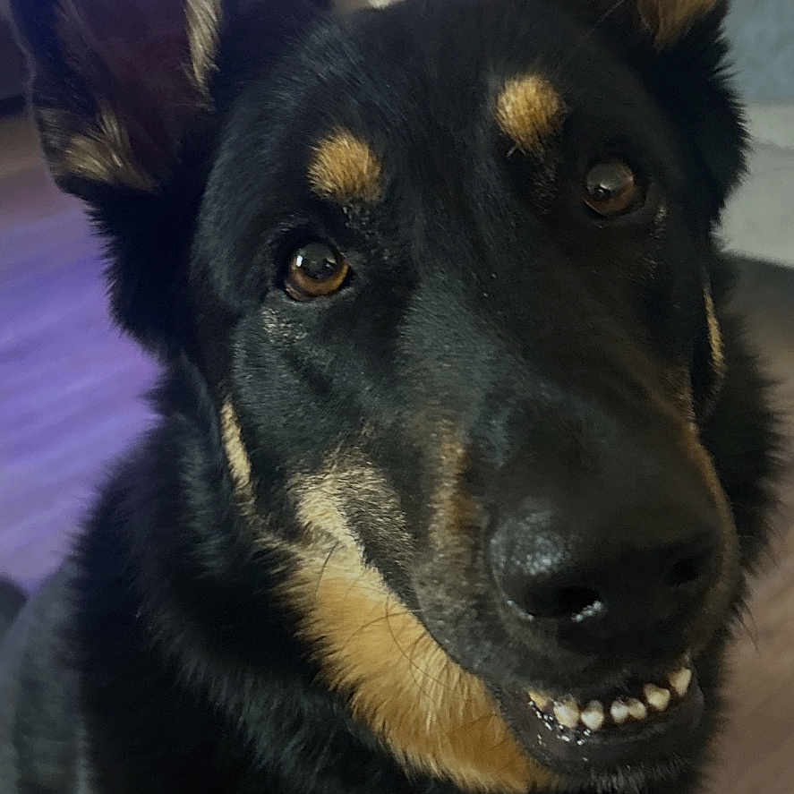 Sammy Girl is registered to the contest to win money with this photo: dog, german_shepherd, pet, smiling, indoor, living_room, furniture, ears, black_and_tan, canine, friendly, looking_up, teeth, close_up, animal, companion, cute, adorable, household, portrait