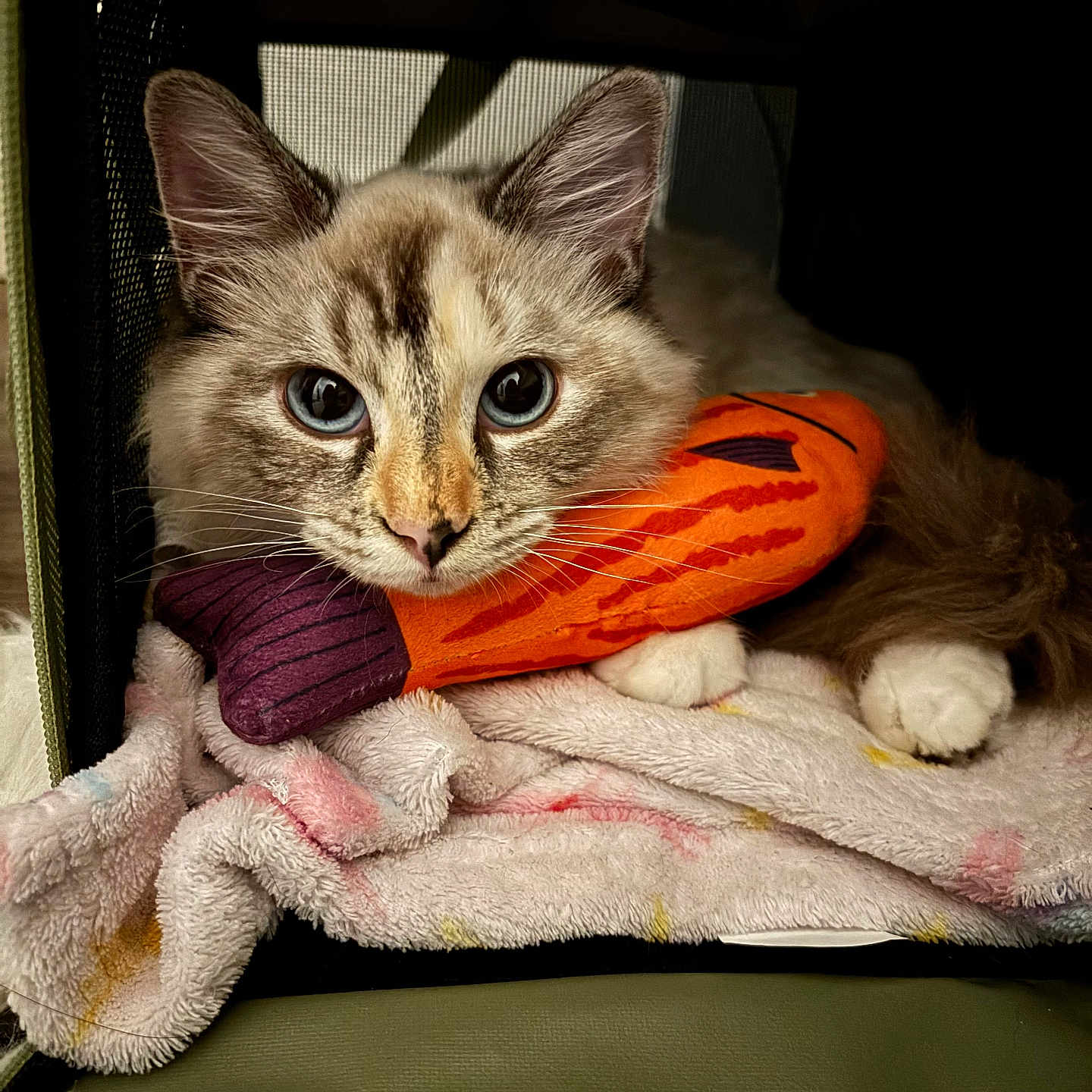 Mi Xao is registered to the contest to win money with this photo: animal, blanket, blue_eyes, cat, closeup, cozy, cute, enclosure, fluffy, fur, indoor, orange, paws, pet, plush_toy, portrait, purple, resting, soft, whiskers