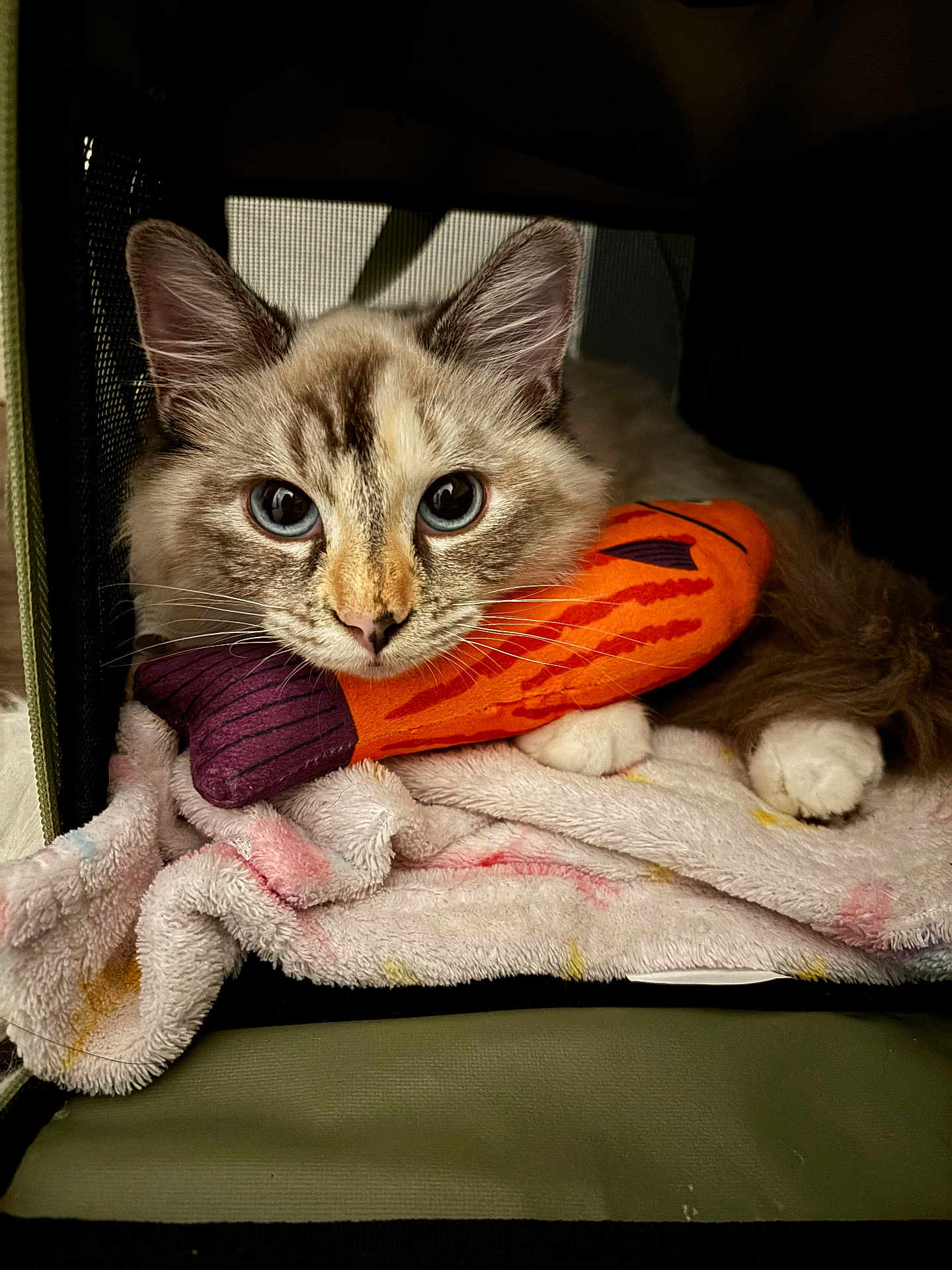 Mi Xao is registered to the contest to win money with this photo: animal, blanket, blue_eyes, cat, closeup, cozy, cute, enclosure, fluffy, fur, indoor, orange, paws, pet, plush_toy, portrait, purple, resting, soft, whiskers