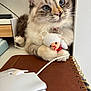 animal, blue_eyes, brown_fur, cat, closeup, computer_mouse, cozy, cute, desk, feline, indoor, notebook, office, paw, pet, plush_toy, relaxed, soft_toy, white_fur, workspace