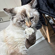 Mi Xao is registered to the contest to win money with this photo: animal, brown, cat, chair, closeup, cute, domestic, feline, floor, fluffy, fur, gray, grooming, household, indoor, jacket, paw, pet, white, wooden_floor