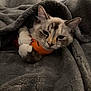 Mi Xao is registered to the contest to win money with this photo: animal, blanket, cat, closeup, comfort, cozy, cute, fur, gray, indoor, mammal, orange, paw, pet, plush_toy, relaxed, resting, sleepy, snuggling, soft